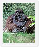 Orangutan_G (3) * Der lehnt am Zaun und lässt sich von hinten mit Wasser besprühen als sich plötzlich Rosie nähert und... * 1536 x 1923 * (1.39MB)